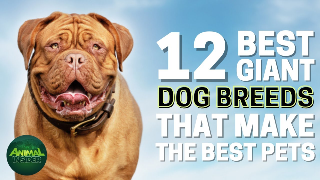 Looking for a New Dog? These Big Breeds Could Make Great Pets